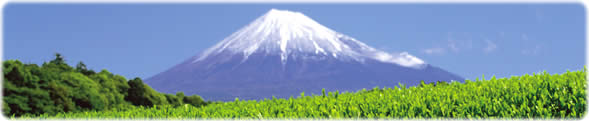 茶畑と富士山